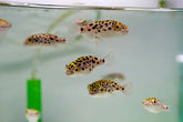 Green Spotted Puffer